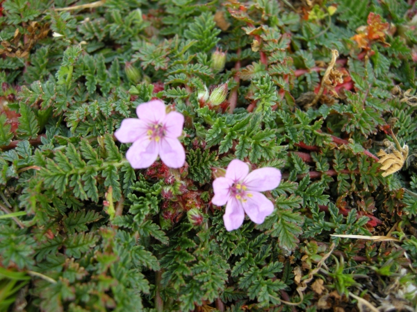 Erodium acaule  / Becco di gr a rosetta